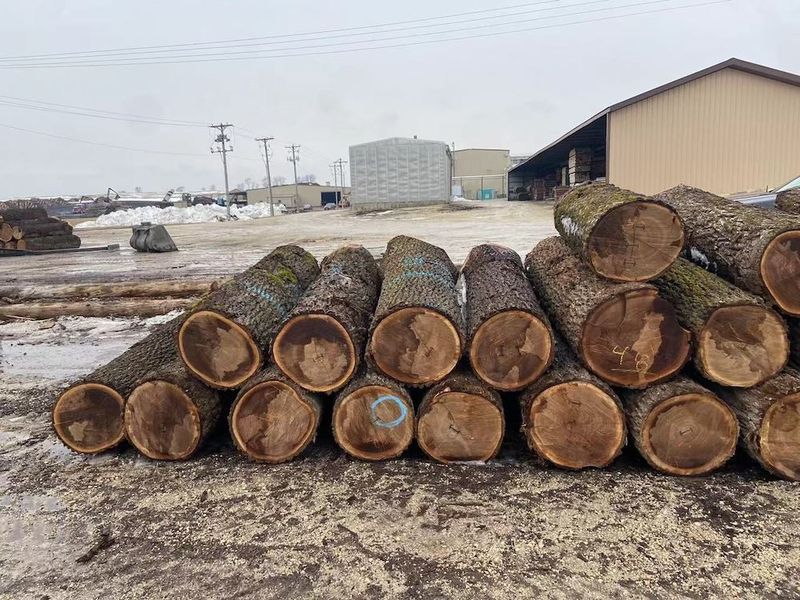 ประเทศจีน Dongguan Yinghui Wood Industry Co., Ltd. รายละเอียด บริษัท